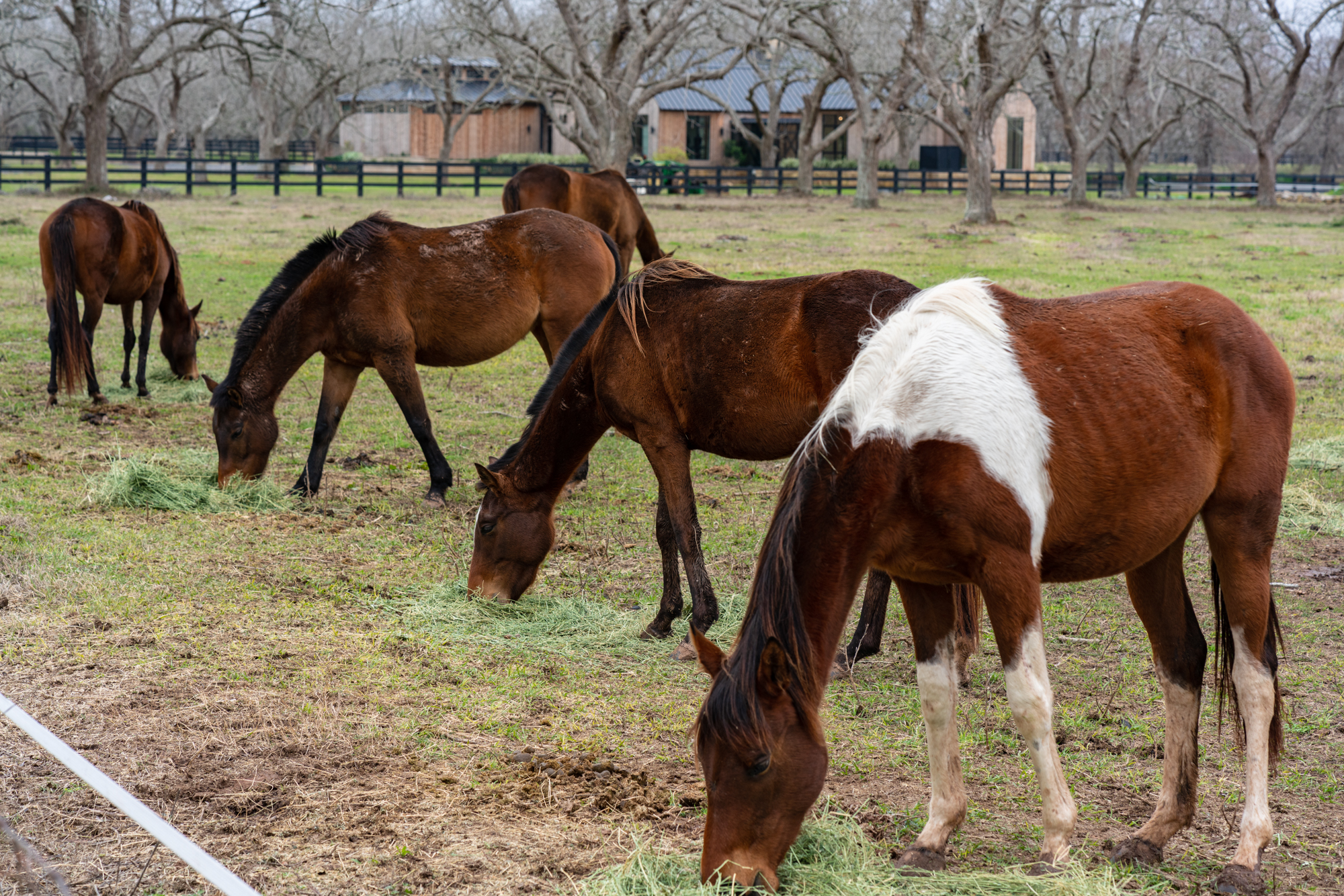 Five horses on a ranch.
